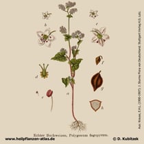 Fagopyrum esculentum; Echter Buchweizen; Historisches Bild