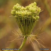 Zahnstocher-Ammei (Ammi visnaga)