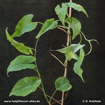 Vielblütiger Knöterich (Fallopia multiflora)