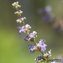 Mönchspfeffer (Vitex agnus-castus)