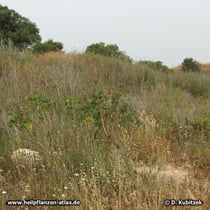 Rizinus (Ricinus communis) kommt im Mittelmeerraum verwildert vor, hier auf einer Straßenböschung nahe der Küste in Israel