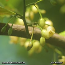Die Blüten Muskatnussbaums (Myristica fragrans) sind klein und weißlich.