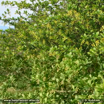 Gewöhnliche Berberitze (Berberis vulgaris) in Blüte