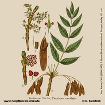 Gewöhnliche Esche; Fraxinus excelsior; Historisches Bild