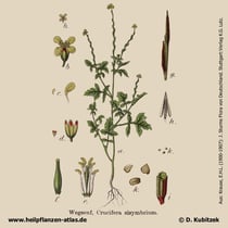 Weg-Rauke, Sisymbrium officinale, Historisches  Bild