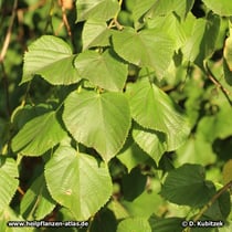 Sommerlinde (Tilia platyphyllos), Blätter