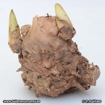 Javanische Gelbwurz (Curcuma zanthorrhiza)