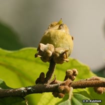 Zaubernuss (Virginische Zaubernuss, Hamamelis virginiana)