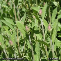 Echter Salbei (Salvia officinalis) mit Blütenknospen