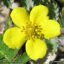 Gänse-Fingerkraut (Potentilla anserina)