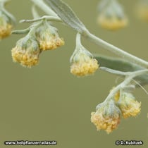 Wermut (Artemisia absinthium), Blütenzweig