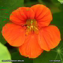Kapuzinerkresse (Tropaeolum majus)