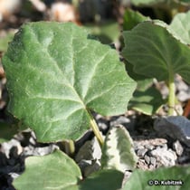 Huflattich (Tussilago farfara), junges Blatt