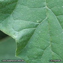 Weißer Stechapfel (Datura stramonium), Blatt Detail
