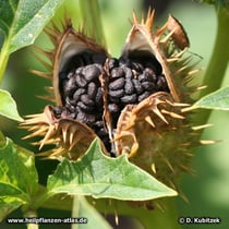 Stechapfel (Weißer Stechapfel, Datura stramonium)