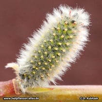Reif-Weide (Salix daphnoides), blühendes weibliches Blütenkätzchen