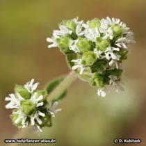Majoran (Origanum majorana)