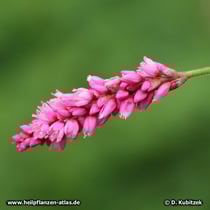 Orient-Knöterich (Polygonum orientale, Persicaria orientalis), Blütenstand