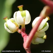 Stinkesche (Tetradium ruticarpium), Blüten