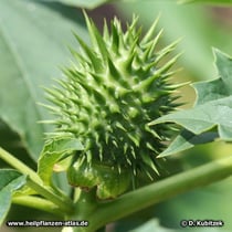 Weißer Stechapfel (Datura stramonium), Frucht