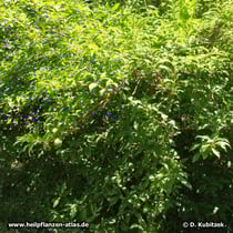 Hänge-Forsythie (Forsythia suspensa), Wuchsform