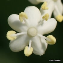 Holunder (Sambucus nigra), Blüte
