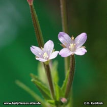 Kleinblütiges Weidenröschen (Epilobium parviflorum), Blüten