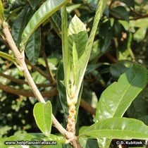 Japanische Wollmispel (Eriobotrya japonica; Syn. Rhaphiolepis bibas)