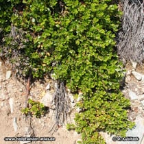 Echte Bärentraube (Arctostaphylos uva-ursi), Wuchsform