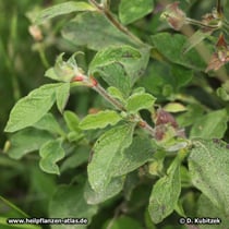 Kretische Zistrose (Cistus creticus), Zweig