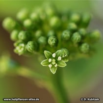 Die Blüten des Ginsengs (Panax ginseng) sind eher unauffällig.