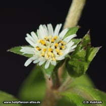 Eclipta (Eclipta prostrata)