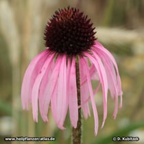 Blasser Sonnenhut (Echinacea pallida), Blüte