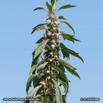 Echtes Herzgespann (Leonurus cardiaca), Blütenstand