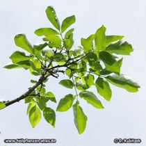 Schnabel-Esche (Fraxinus rhynchophylla), Zweig
