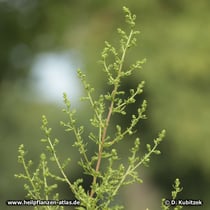 Einjähriger Beifuß (Artemisia annua): Blütenknospen in ausgebreiteten Rispen
