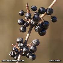Purgier-Kreuzdorn (Rhamnus catharticus), Früchte im Winter 