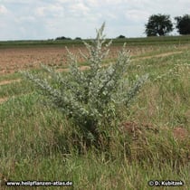 Wermut (Artemisia absinthium), Standort neben einem Feld in Franken (Bayern)