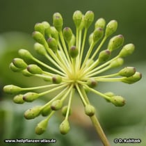 Taigawurzel (Eleutherococcus senticosus), Blütenknospen