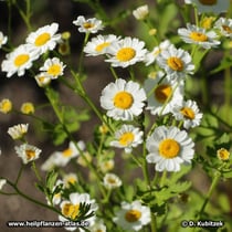 Mutterkraut (Tanacetum parthenium), blühend
