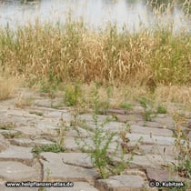 Einjähriger Beifuß (Artemisia annua) wächst hier zwischen locker verlegten Pflastersteinen an der Elbe (Sachsen-Anhalt)