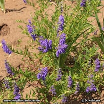 Baikal-Helmkraut (Scutellaria baicalensis), Wuchsform