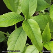 Indisches Lungenkraut (Adhatoda vasica)