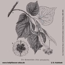 Sommerlinde, Tilia platyphyllos, Historisches Bild