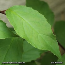 Schisandra chinensis Blatt