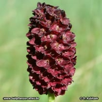 Großer Wiesenknopf (Sanguisorba officinalis)