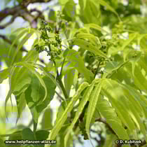 Amur-Korkbaum (Phellodendron amurense) Blütenknospen