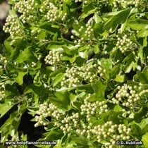 Fünfgriffeliger Weißdorn (Crataegus pentagyna), kurz vor der Blüte