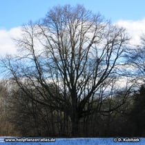 Sommerlinde (Tilia platyphyllos), Wuchsform eines alten Baumes