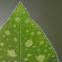 Lungenkraut (Echtes Lungenkraut, Pulmonaria officinalis)